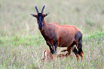 Topi (Damaliscus lunatus) calf suckling from mother, Masai Mara National Reserve, Kenya, Africa.
