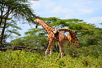 Rotschild's giraffe (Giraffa camelopardalis rothschild) two males play fighting, Nakuru National Park, Kenya, Africa.