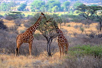 Reticulated giraffe (Giraffa camelopardalis reticulata) feeding on vegetation, Samburu National Reserve, Kenya, Africa.