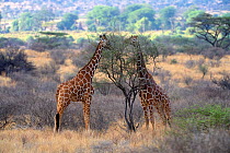 Reticulated giraffe (Giraffa camelopardalis reticulata) feeding on vegetation, Samburu National Reserve, Kenya, Africa.