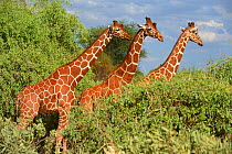 Three Reticulated giraffes (Giraffa camelopardalis reticulata) Samburu National Reserve, Kenya, Africa.