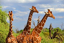 Three Reticulated giraffes (Giraffa camelopardalis reticulata) Samburu National Reserve, Kenya, Africa.