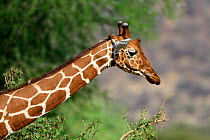 Head portrait of Reticulated giraffe (Giraffa camelopardalis reticulata) Samburu National Reserve, Kenya, Africa.