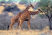 Reticulated giraffes (Giraffa camelopardalis reticulata) feeding on vegetation, Samburu National Reserve, Kenya, Africa.