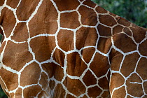 Close up of Reticulated giraffe (Giraffa camelopardalis reticulata) skin pattern, Samburu National Reserve, Kenya, Africa.