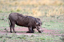 Warthog kneeling to feed (Phaecochoerus aethiopicus) Masai Mara National Reserve, Kenya, Africa.