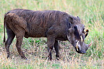 Warthog (Phaecochoerus aethiopicus) with adult and juvenile yellow billed oxpeckers (Buphagus africanus) grooming, Masai Mara National Reserve, Kenya, Africa.