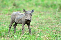 Warthog (Phaecochoerus aethiopicus) piglet, Masai Mara National Reserve, Kenya, Africa.