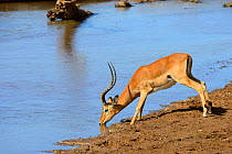 Male Impala (Aepyceros melampus) drinking, Samburu National Reserve, Kenya, Africa.