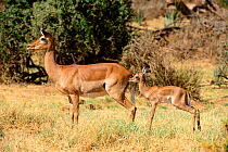 Female Impala (Aepyceros melampus) with calf, Samburu National Reserve, Kenya, Africa.