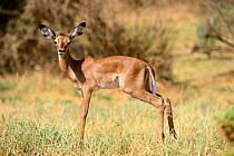Young impala (Aepyceros melampus), Samburu National Park, Kenya, Africa.
