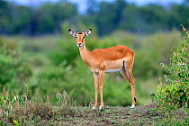 Female Impala (Aepyceros melampus) Nakuru National Park, Kenya, Africa.