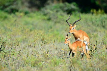 Impalas (Aepyceros melampus) mating, Nakuru National Park, Kenya, Africa.