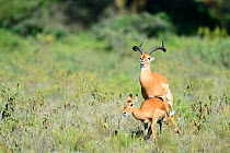 Impalas (Aepyceros melampus) mating, Nakuru National Park, Kenya, Africa.