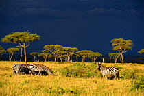 Savanna landscape with Grant's zebras (Equus quagga boehmi) and acacia trees, Masai Mara National Reserve, Kenya, Africa.