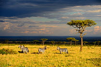 Savanna landscape wirh Grant's zebras (Equus quagga boehmi) and acacia trees, Masai Mara National Reserve, Kenya, Africa.