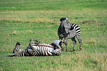 Grant's zebra  (Equus quagga boehmi) rolling on back whilst having a dust bath, Masai Mara National Reserve, Kenya, Africa.