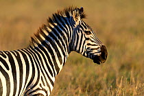 Grant's zebra (Equus quagga boehmi), Masai Mara National Reserve, Kenya, Africa.