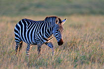 Grant's zebra (Equus burchelli boehmi), Masai Mara National Reserve, Kenya, Africa.