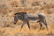 Grevy's zebra walking (Equus grevyi), Samburu National Reserve, Kenya, Africa. Endangered species.
