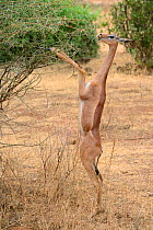 Gerenuk (Litocranius walleri) standing on hind legs browsing on acacia trees, Samburu National Reserve, Kenya, Africa.