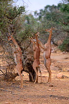 Gerenuk (Litocranius walleri) group with male and females standing on hind legs browsing on acacia trees, Samburu National Reserve, Kenya, Africa.