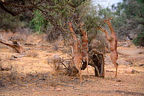 Gerenuk (Litocranius walleri) group with male and females standing on hind legs browsing on acacia trees, Samburu National Reserve, Kenya, Africa.
