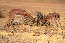 Male Gerenuks (Litocranius walleri) fighting, Samburu National Reserve, Kenya, Africa.