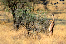 Female Gerenuk (Litocranius walleri) standing on hind legs browsing on acacia trees  Samburu National Reserve, Kenya, Africa.