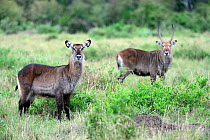 Defassa waterbuck (Kobus ellipsiprymnus defassa), male and female grazing, Masai Mara National Reserve, Kenya, Africa.