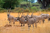 Beisa oryx herd (Oryx beisa), Samburu National Reserve, Kenya, Africa.