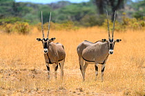 Beisa oryx (Oryx beisa), Samburu National Reserve, Kenya, Africa.
