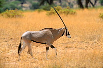 Beisa oryx (Oryx beisa), Samburu National Reserve, Kenya, Africa.