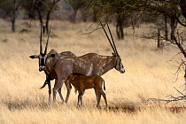 Male Beisa oryx (Oryx beisa) approaching female nursing calf, Samburu National Reserve, Kenya, Africa.