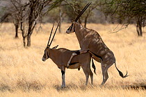 Beisa oryxes (Oryx beisa) mating, Samburu National Reserve, Kenya, Africa.