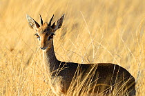 Kirk's dik-dik (Madoqua kirkii), Samburu National Reserve, Kenya, Africa.