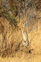 Kirk's dik-dik (Madoqua kirkii) standing on hind legs to feed on leaves, Samburu National Reserve, Kenya, Africa.