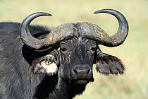 Cape buffalo (Syncerus caffer) portrait, Nakuru National Park, Kenya, Africa.
