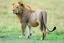 Lion (Panthera leo), Masai Mara National Reserve, Kenya, Africa.