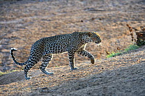 Leopard walking in the bush (Panthera pardus), Samburu National Reserve, Kenya, Africa.