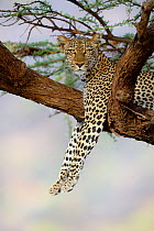 Leopard (Panthera pardus) resting in acacia tree, Samburu National Reserve, Kenya, Africa.