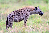 Spotted hyena (Crocuta crocuta), Masai Mara National Reserve, Kenya, Africa.