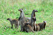 Group of Banded mongoose (Mungos mungo) with two standing on hind legs alert, Masai Mara National reserve, Kenya, Africa.