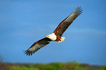 African fish eagle (Haliaeetus vocifer) flying, Baringo lake, Kenya, Africa.