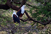 Pair of African fish eagles (Haliaeetus vocifer) perched, Baringo lake, Kenya, Africa.