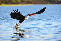 African fish eagle (Haliaeetus vocifer) fishing, Baringo lake, Kenya, Africa.