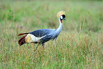 Crowned crane (Balearica regulorum) profile, Masai Mara National Reserve, Kenya, Africa.