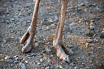 Close up of feet of Masai ostrich (Struthio camelus massaicus) Masai Mara National Reserve, Kenya, Africa.