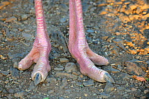 Close up of feet of Masai ostrich (Struthio camelus massaicus) Masai Mara National Reserve, Kenya, Africa.
