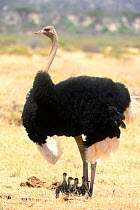 Male Ostrich (Struthio camelus) protecting chicks from the sun with its wings, Samburu National Reserve, Kenya, Africa.